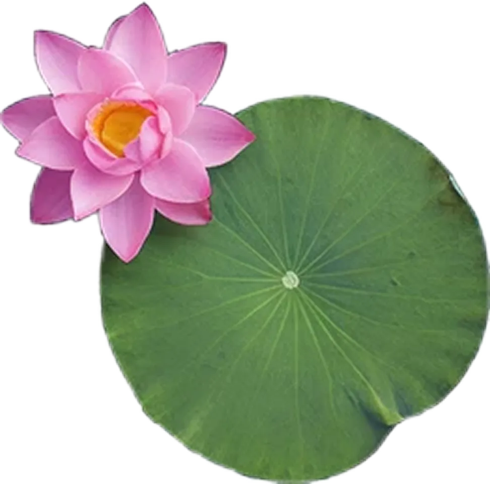 Lotus